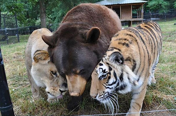 15 Unusual Animal Friendships That Will Melt Your Heart 15 Unusual Animal Friendships That Will Melt Your Heart