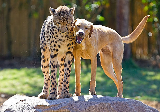 15 Unusual Animal Friendships That Will Melt Your Heart 15 Unusual Animal Friendships That Will Melt Your Heart
