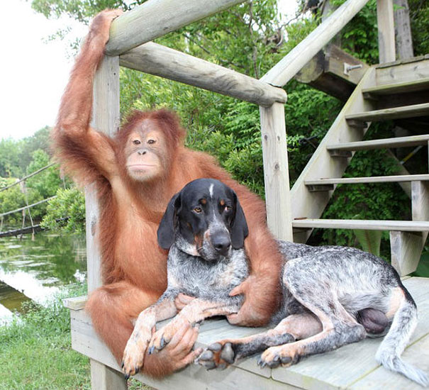 15 Unusual Animal Friendships That Will Melt Your Heart 15 Unusual Animal Friendships That Will Melt Your Heart