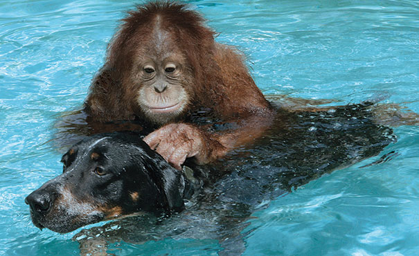 15 Unusual Animal Friendships That Will Melt Your Heart 15 Unusual Animal Friendships That Will Melt Your Heart