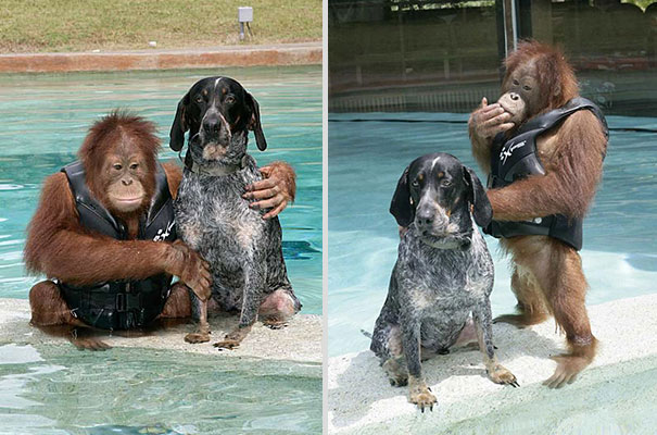 unusual-animal-friendship-13-5 unusual-animal-friendship-13-5