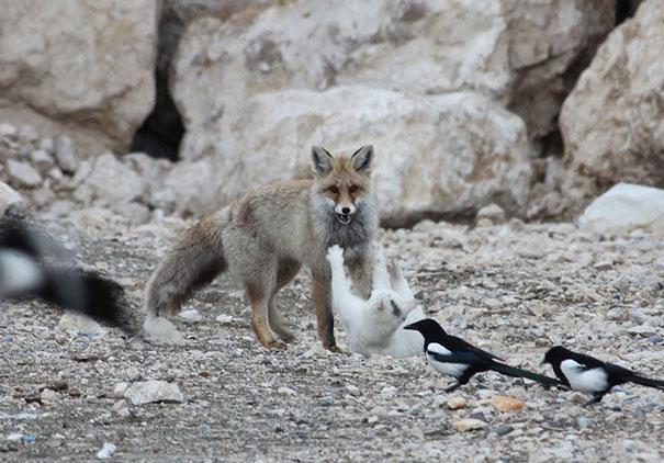 15 Unusual Animal Friendships That Will Melt Your Heart 15 Unusual Animal Friendships That Will Melt Your Heart
