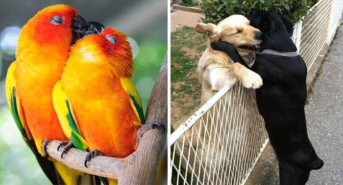 93 Animal Couples That Prove Love Exists In The Animal Kingdom Too