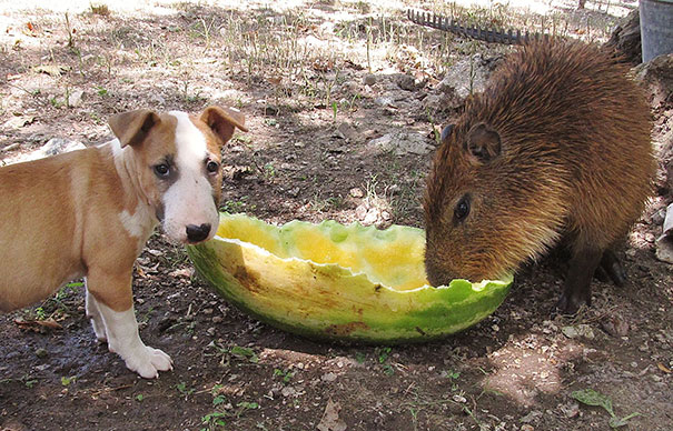 animal-friendship-at-rocky-ridge-refuge-14 animal-friendship-at-rocky-ridge-refuge-14