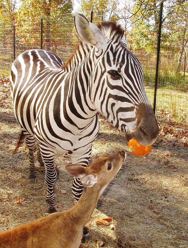 animal-friendship-at-rocky-ridge-refuge-19 animal-friendship-at-rocky-ridge-refuge-19