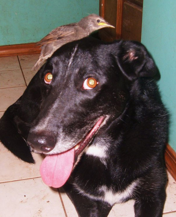 animal-friendship-at-rocky-ridge-refuge-33 animal-friendship-at-rocky-ridge-refuge-33