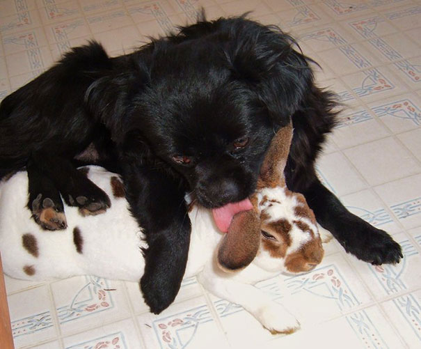 animal-friendship-at-rocky-ridge-refuge-5 animal-friendship-at-rocky-ridge-refuge-5