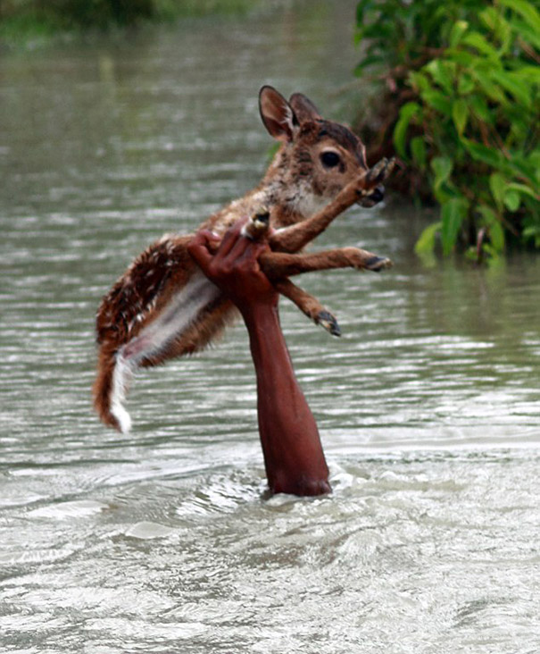 bangladeshi-boy-saves-drowning-baby-deer-1 bangladeshi-boy-saves-drowning-baby-deer-1
