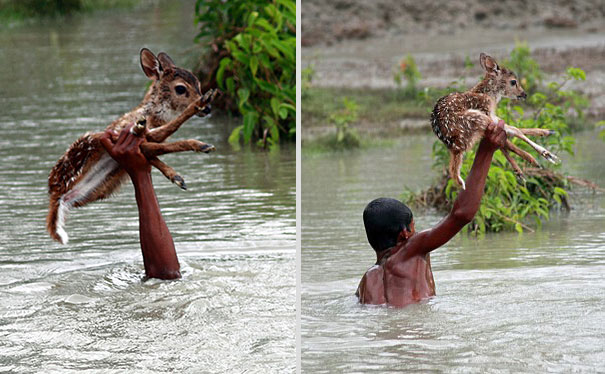 bangladeshi-boy-saves-drowning-baby-deer-5 bangladeshi-boy-saves-drowning-baby-deer-5