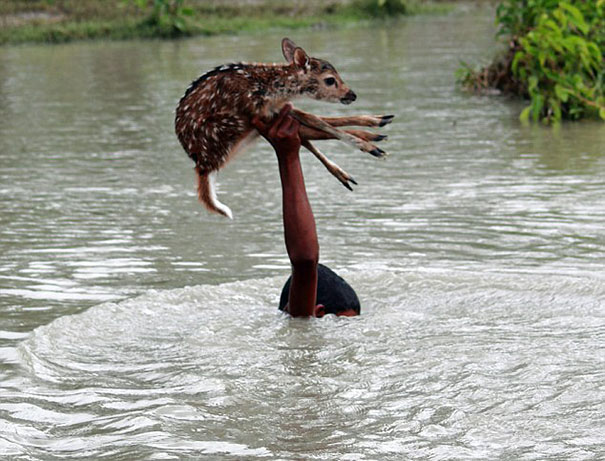 bangladeshi-boy-saves-drowning-baby-deer-6 bangladeshi-boy-saves-drowning-baby-deer-6