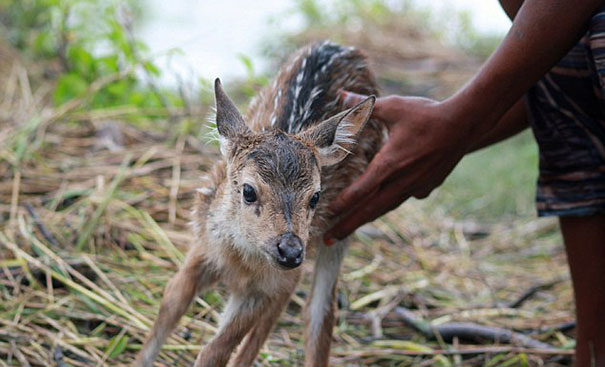 bangladeshi-boy-saves-drowning-baby-deer-9 bangladeshi-boy-saves-drowning-baby-deer-9