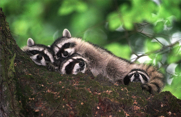 cute-animals-sleeping-pillows-11 cute-animals-sleeping-pillows-11