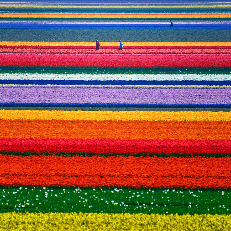 flower-tulip-fields-netherlands-1 flower-tulip-fields-netherlands-1