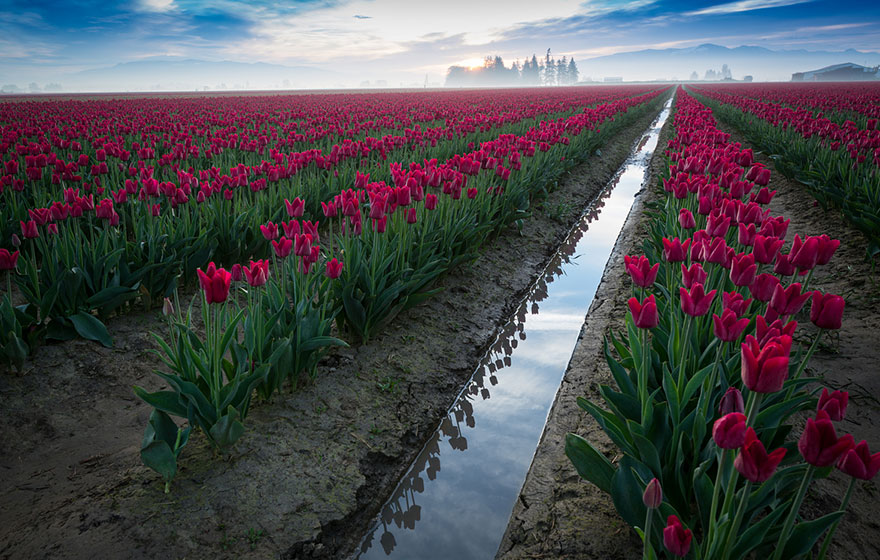 15 Incredibly Colorful Spring Flower Fields Around The World 15 Incredibly Colorful Spring Flower Fields Around The World