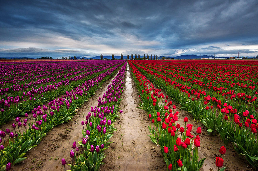 15 Incredibly Colorful Spring Flower Fields Around The World 15 Incredibly Colorful Spring Flower Fields Around The World