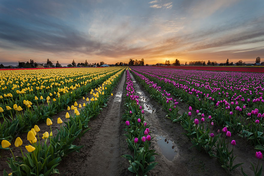 15 Incredibly Colorful Spring Flower Fields Around The World 15 Incredibly Colorful Spring Flower Fields Around The World
