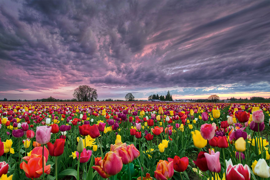 15 Incredibly Colorful Spring Flower Fields Around The World 15 Incredibly Colorful Spring Flower Fields Around The World