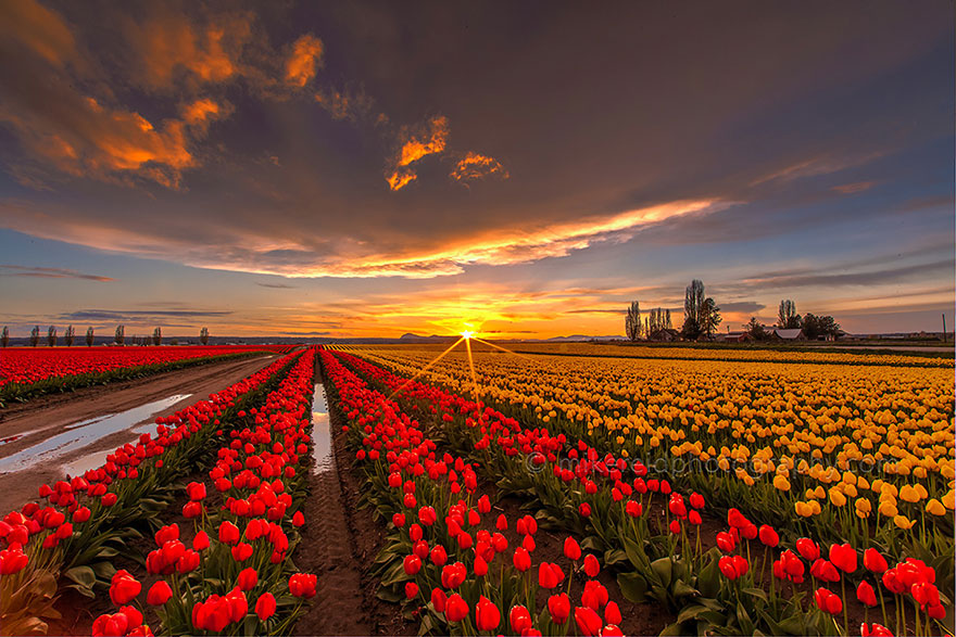 15 Incredibly Colorful Spring Flower Fields Around The World 15 Incredibly Colorful Spring Flower Fields Around The World