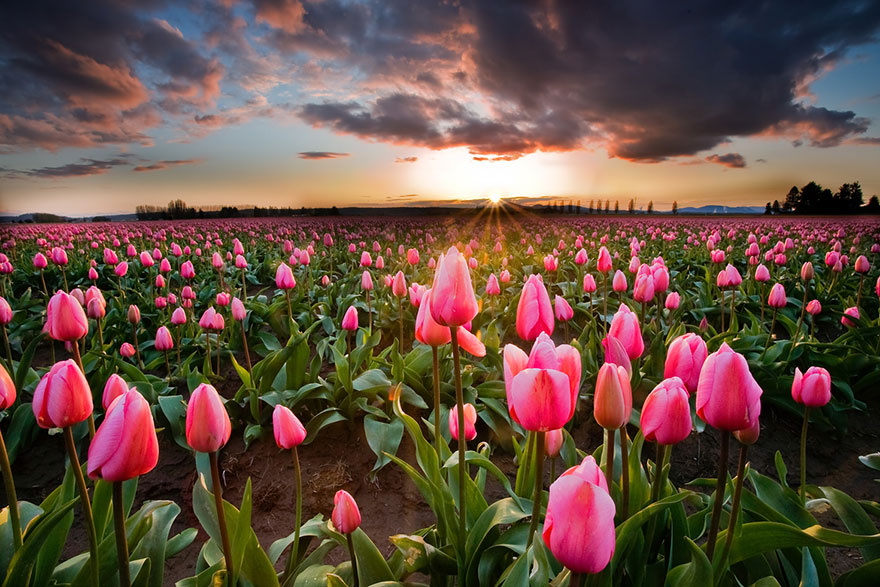 15 Incredibly Colorful Spring Flower Fields Around The World 15 Incredibly Colorful Spring Flower Fields Around The World