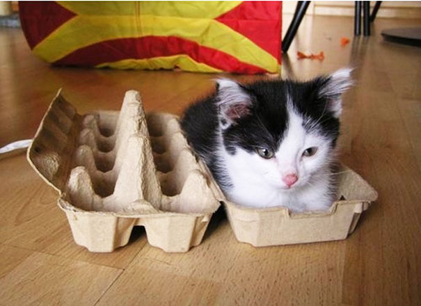 funny-cats-if-it-fits-i-sits-13 funny-cats-if-it-fits-i-sits-13