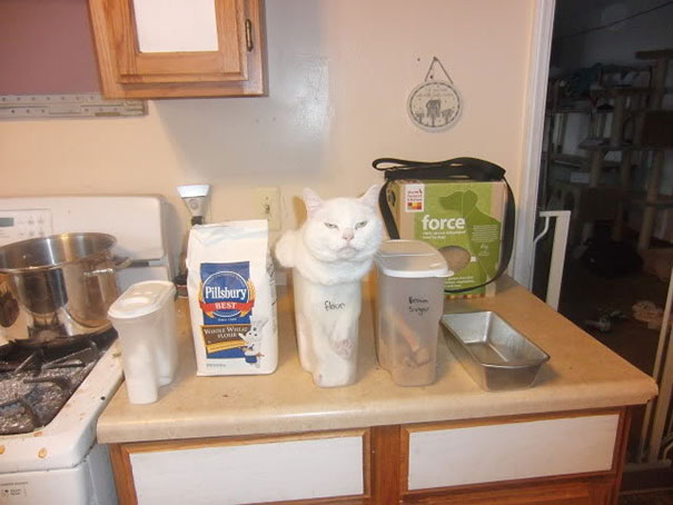 funny-cats-if-it-fits-i-sits-16 funny-cats-if-it-fits-i-sits-16