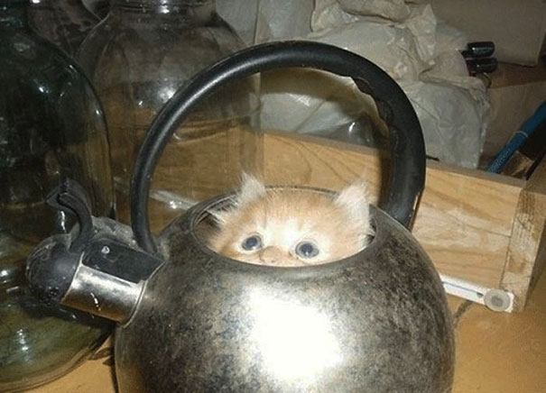 funny-cats-if-it-fits-i-sits-17 funny-cats-if-it-fits-i-sits-17