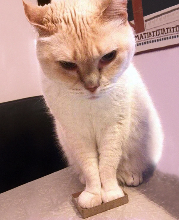 funny-cats-if-it-fits-i-sits-19 funny-cats-if-it-fits-i-sits-19