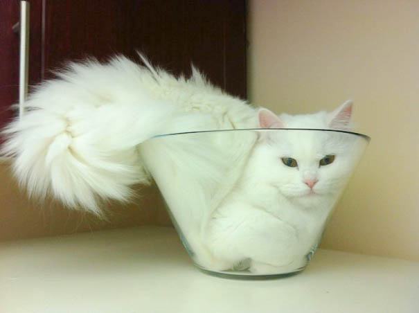 funny-cats-if-it-fits-i-sits-21 funny-cats-if-it-fits-i-sits-21