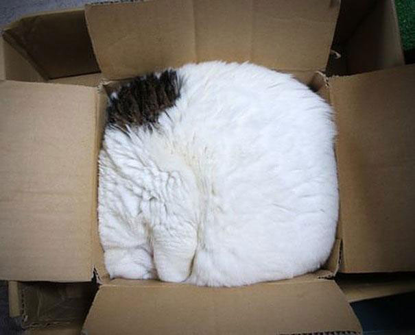 funny-cats-if-it-fits-i-sits-6 funny-cats-if-it-fits-i-sits-6