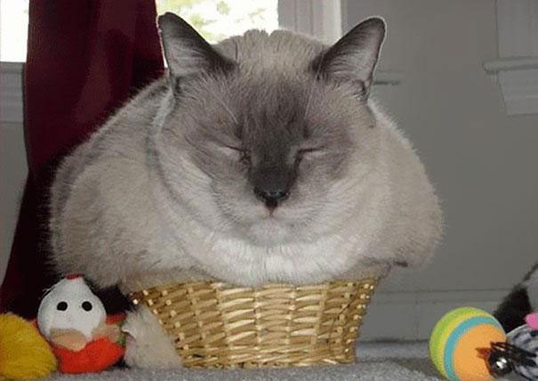 funny-cats-if-it-fits-i-sits-7 funny-cats-if-it-fits-i-sits-7