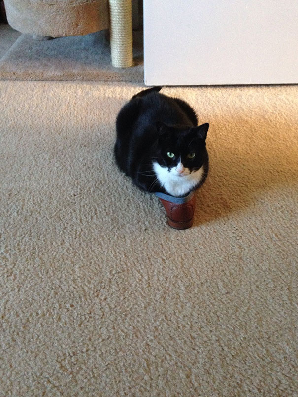 funny-cats-if-it-fits-i-sits-9 funny-cats-if-it-fits-i-sits-9