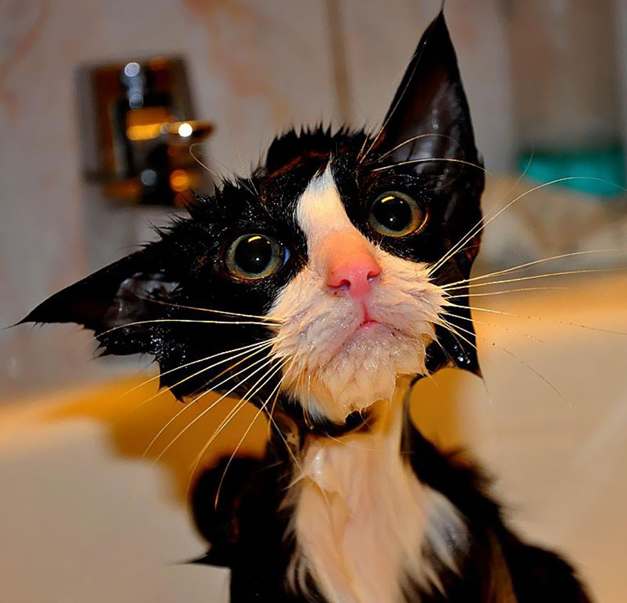 Wet cat with wide eyes in a bathtub looking surprised. Wet cat with wide eyes in a bathtub looking surprised.