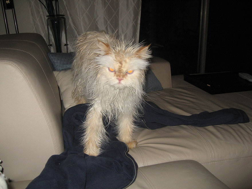 A wet cat with spiked fur stands on a couch, staring intensely. A wet cat with spiked fur stands on a couch, staring intensely.