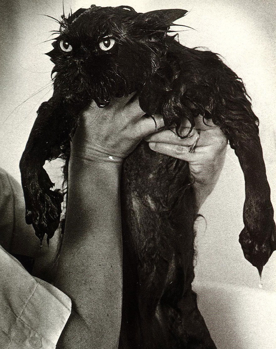 A person holding a comically wet cat with wide eyes and scruffy fur. A person holding a comically wet cat with wide eyes and scruffy fur.
