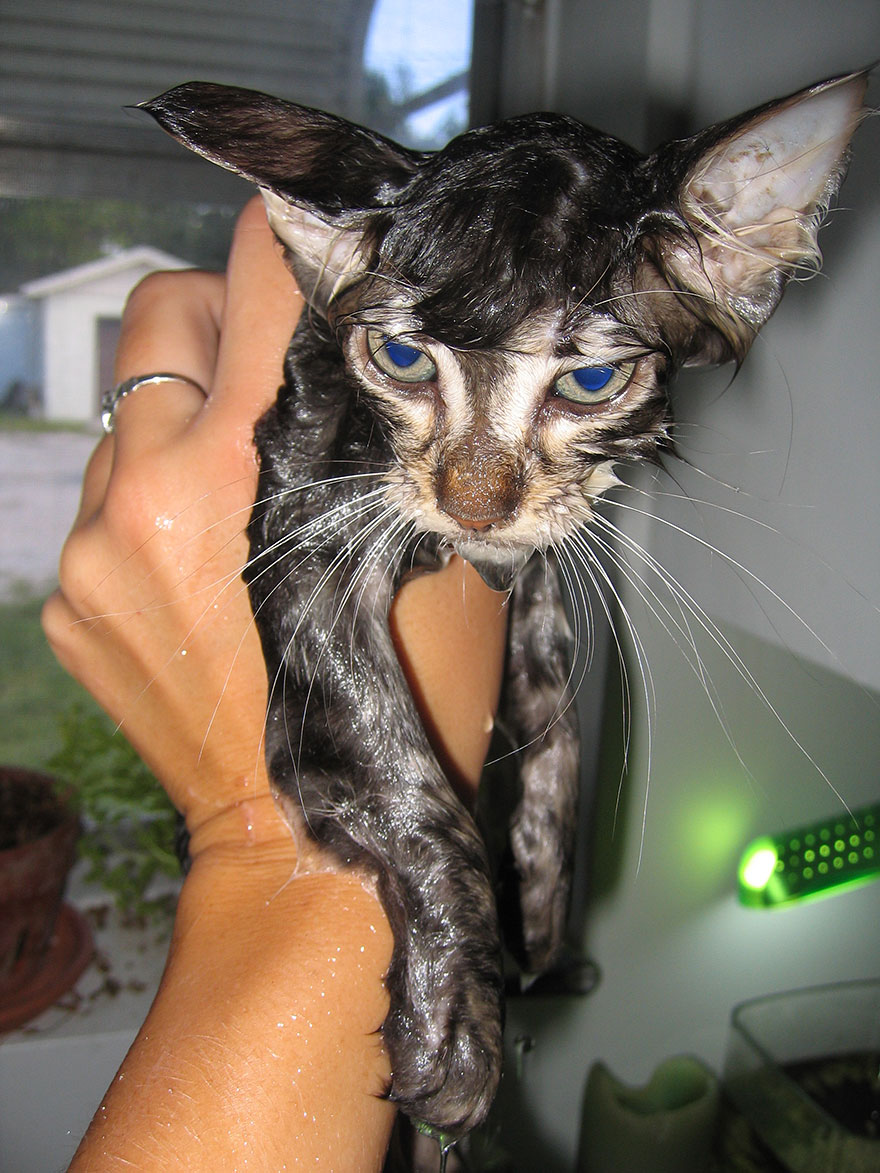 A wet cat with big blue eyes being held up, looking both hilarious and adorable. A wet cat with big blue eyes being held up, looking both hilarious and adorable.