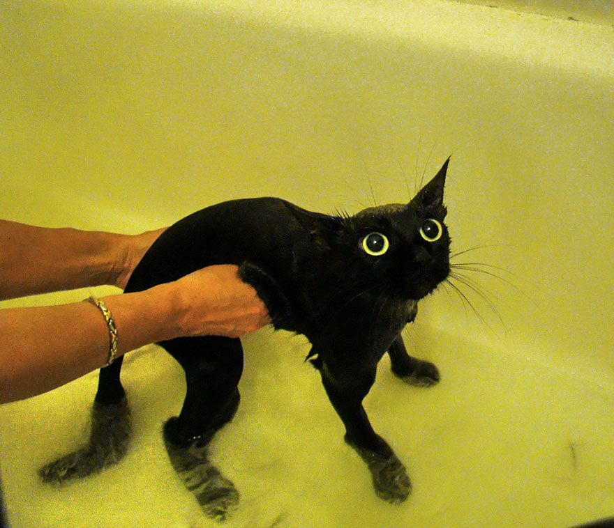 Wet black cat with wide eyes in a bathtub, being held gently. Wet black cat with wide eyes in a bathtub, being held gently.