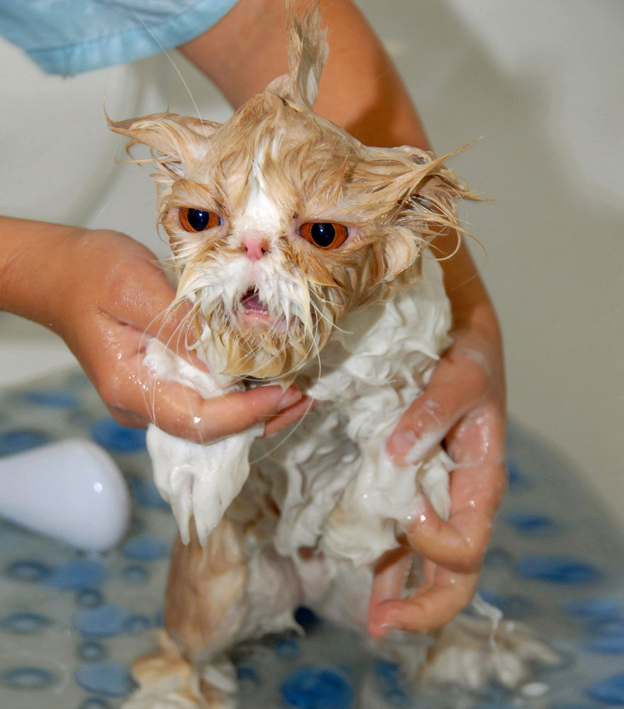 A wet cat with a humorous expression being bathed by a person. A wet cat with a humorous expression being bathed by a person.