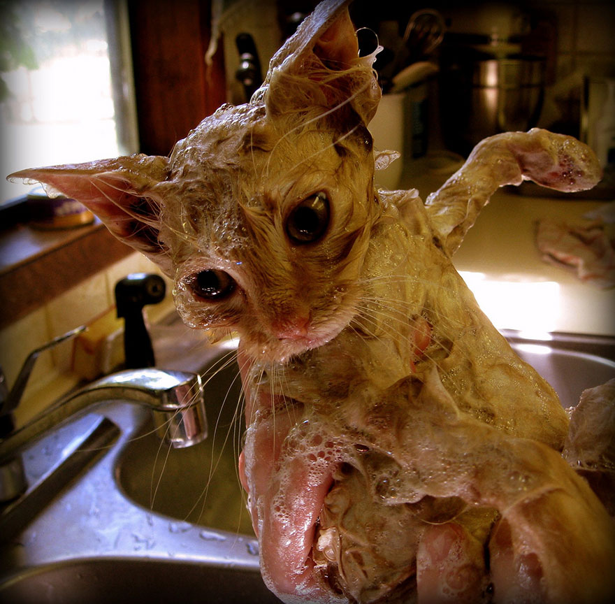 Wet cat looking surprised in a sink, covered in soap bubbles. Wet cat looking surprised in a sink, covered in soap bubbles.