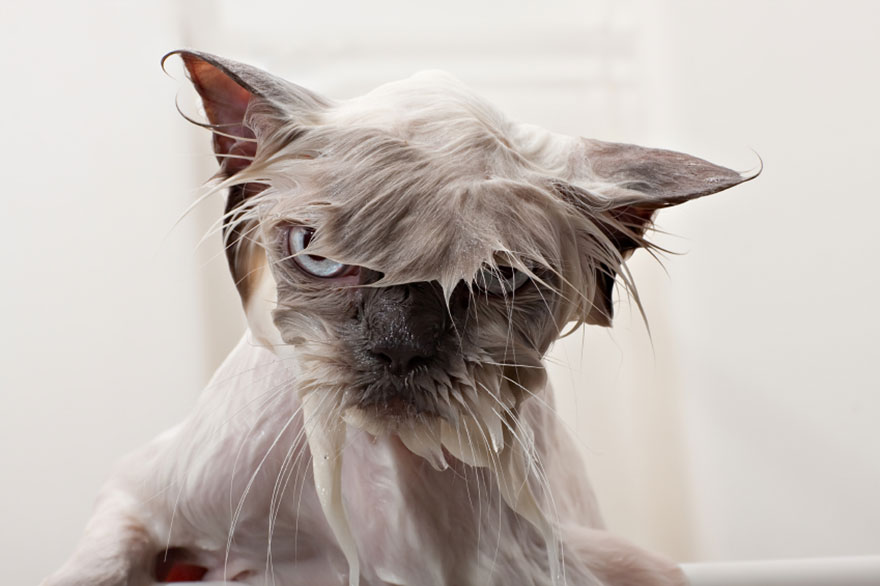 A wet cat looking displeased, with fur sticking to its face and ears in a humorous pose. A wet cat looking displeased, with fur sticking to its face and ears in a humorous pose.