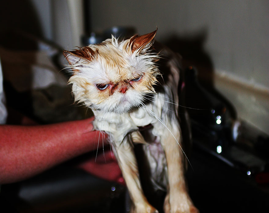Wet cat being held, looking grumpy after a bath. Wet cat being held, looking grumpy after a bath.