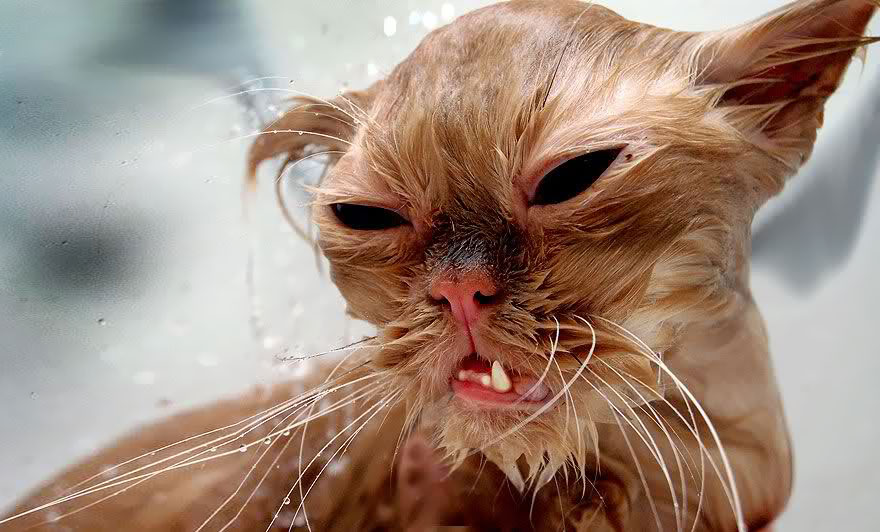 A wet cat with a funny expression, fur sticking to its face, showing a mix of surprise and displeasure. A wet cat with a funny expression, fur sticking to its face, showing a mix of surprise and displeasure.