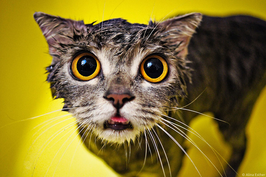 Wet cat with wide eyes against a yellow background, looking surprised and funny. Wet cat with wide eyes against a yellow background, looking surprised and funny.