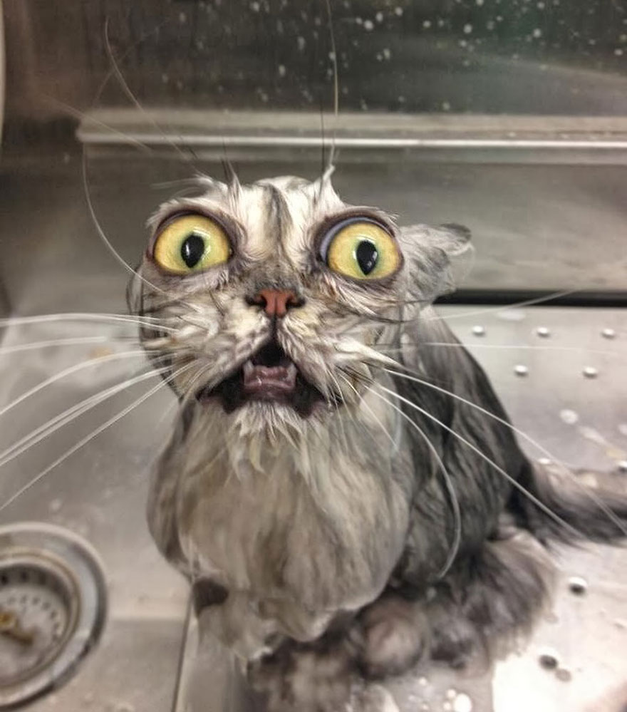 Wet cat with big eyes looking surprised in a bath, showcasing a hilarious expression. Wet cat with big eyes looking surprised in a bath, showcasing a hilarious expression.