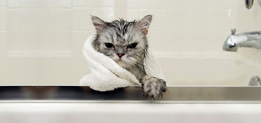 Wet cat wrapped in a towel, sitting on the edge of a bathtub, looking displeased. Wet cat wrapped in a towel, sitting on the edge of a bathtub, looking displeased.