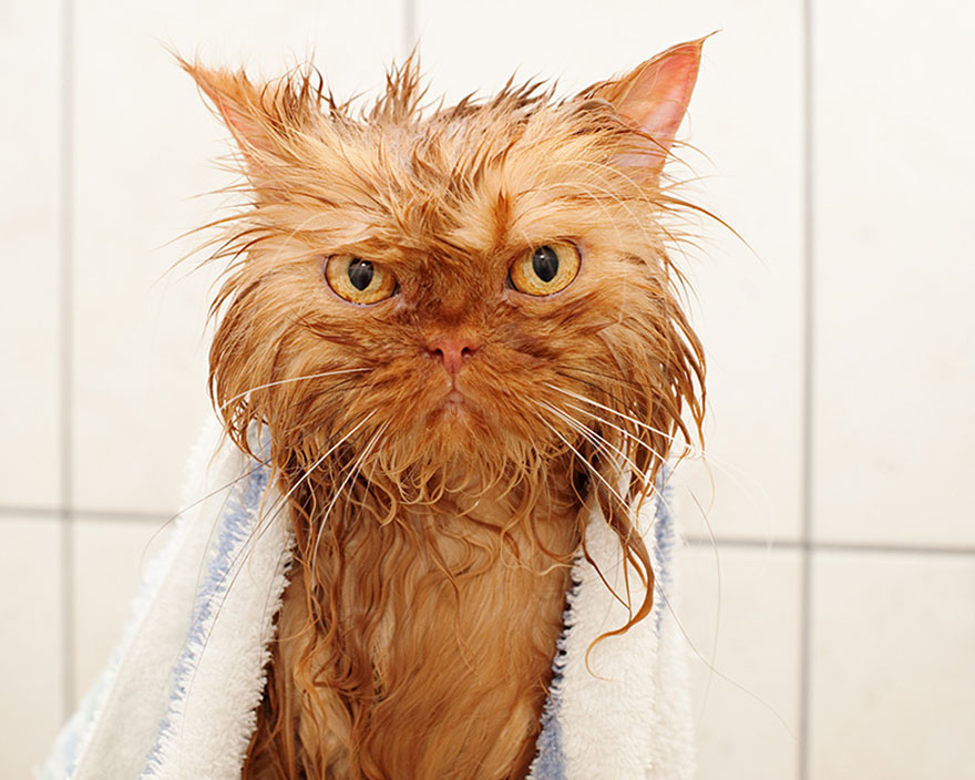 Wet cat wrapped in a towel, looking amusing with ruffled fur against a bathroom tile background. Wet cat wrapped in a towel, looking amusing with ruffled fur against a bathroom tile background.