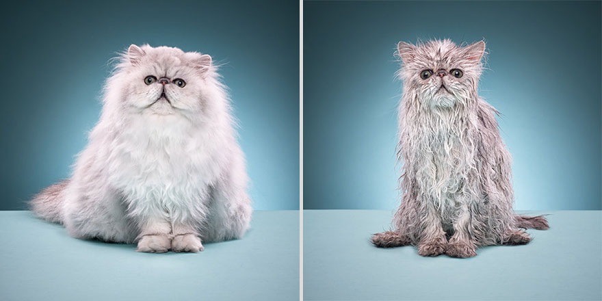 Fluffy Persian cat side by side with wet, bedraggled cat against blue background, showcasing humorous transformation. Fluffy Persian cat side by side with wet, bedraggled cat against blue background, showcasing humorous transformation.