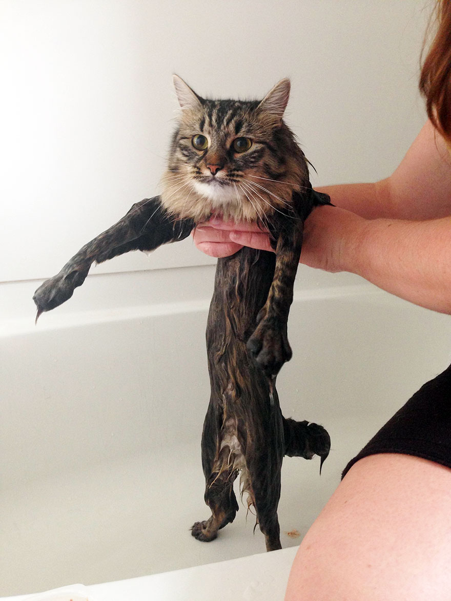 Wet cat being held in a bathtub, looking displeased and fluffy despite being soaked. Wet cat being held in a bathtub, looking displeased and fluffy despite being soaked.