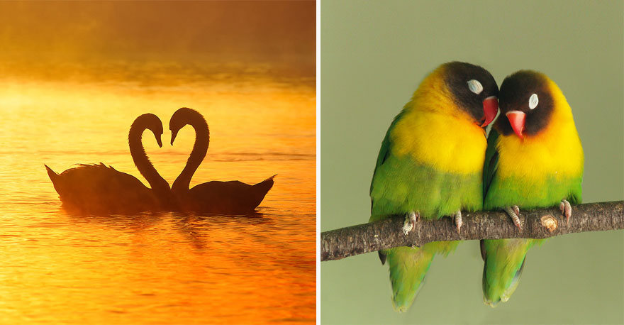 two parrots sitting together on the brunch on the right image, two swans swimming together on the left image two parrots sitting together on the brunch on the right image, two swans swimming together on the left image
