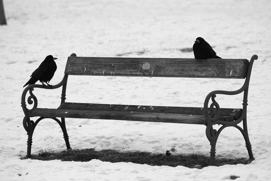two black crows sitting on the bench and looking at each other two black crows sitting on the bench and looking at each other