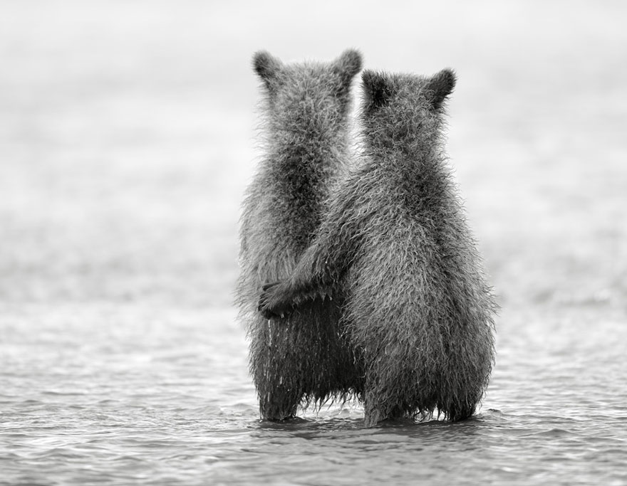 two bears standing in the water very close to each other two bears standing in the water very close to each other